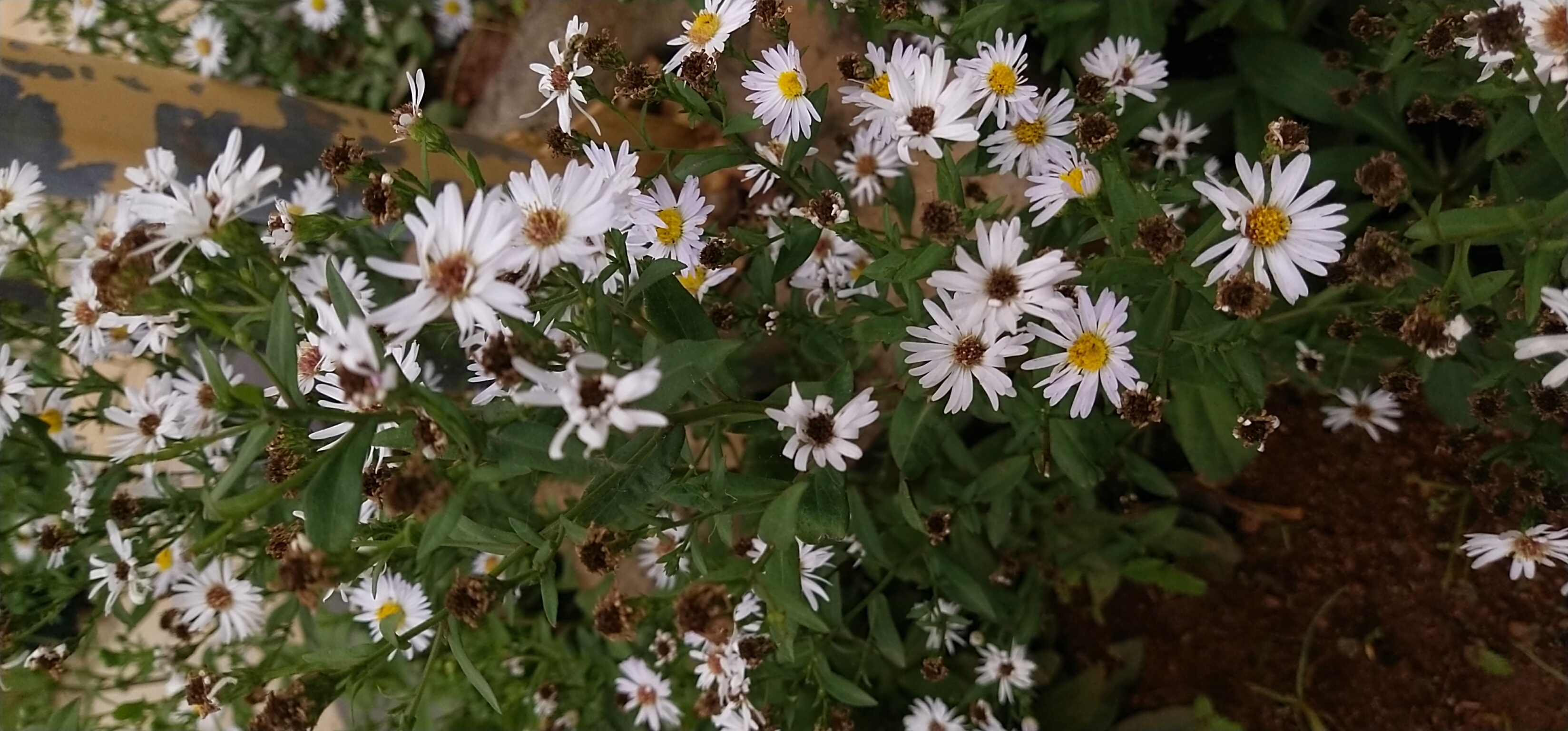 Mahendra - Indian escort in Thrissur photo 1 of 1